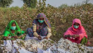 Pakistans Cotton Industry