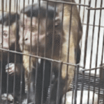 Sindh Wildlife Department Opposes Relocation of Illegally Imported Exotic Monkeys to Lahore