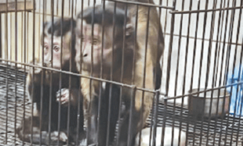 Sindh Wildlife Department Opposes Relocation of Illegally Imported Exotic Monkeys to Lahore