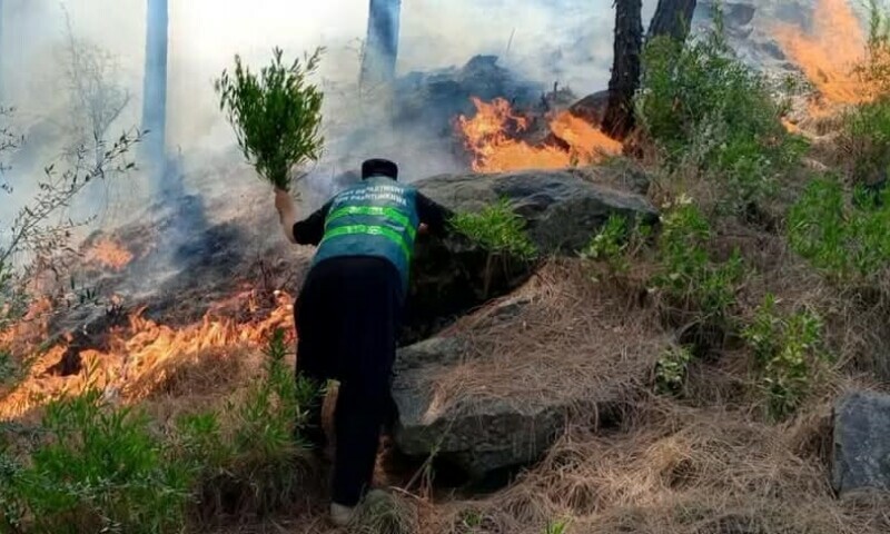 Massive Wildfire Engulfs Lower Dir’s Adenzai Mountains; Firefighting Efforts Intensify