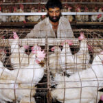 Punjab CM Orders Crackdown on Unjustified Chicken Price Hike