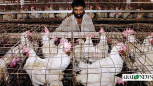 Punjab CM Orders Crackdown on Unjustified Chicken Price Hike