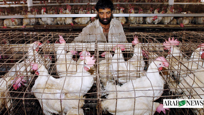 Punjab CM Orders Crackdown on Unjustified Chicken Price Hike
