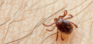 Sindh Confirms First Congo Fever Death of 2025 in Karachi