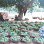 Mango Production in Rahim Yar Khan Declines Due to Climate Change and Water Shortage