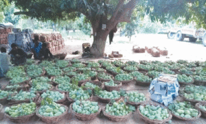 Mango Production in Rahim Yar Khan Declines Due to Climate Change and Water Shortage