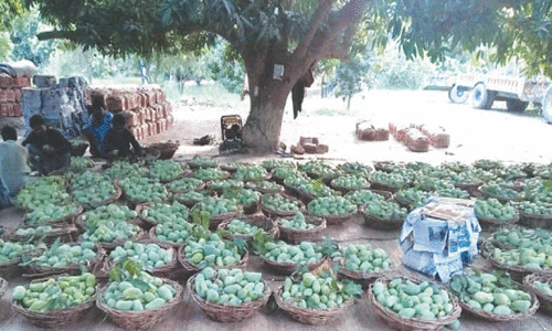 Mango Production in Rahim Yar Khan Declines Due to Climate Change and Water Shortage